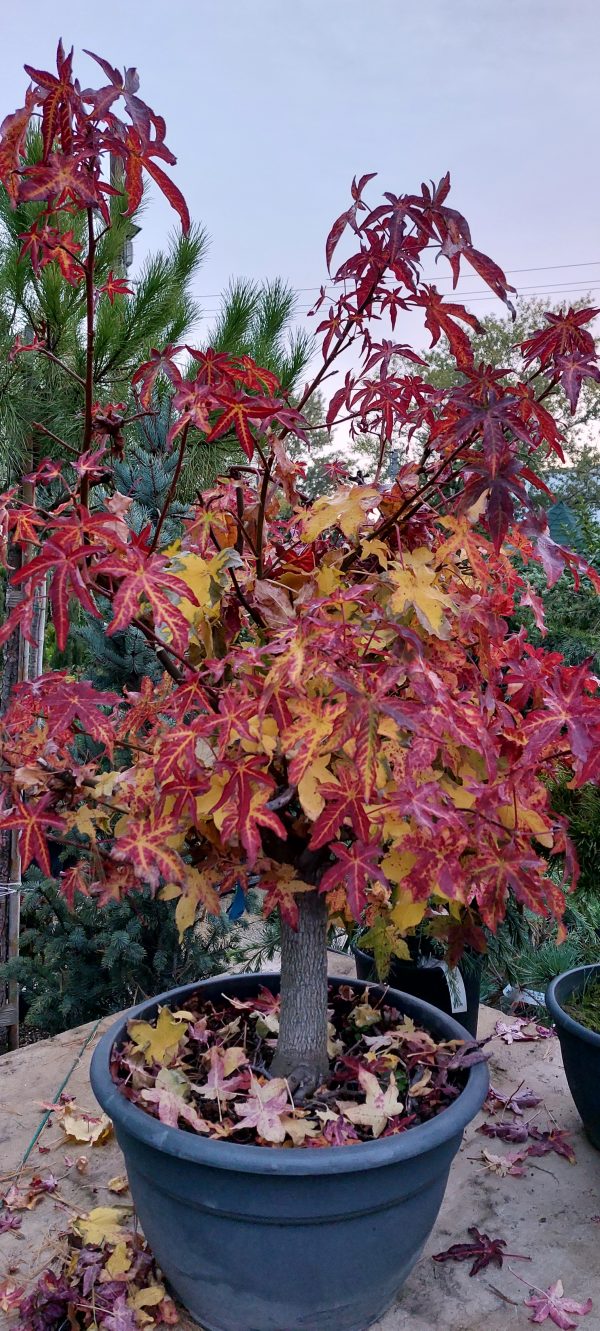 Liquidambar styraciflua ‘Lane Roberts’ – Ámbrafa bonsai