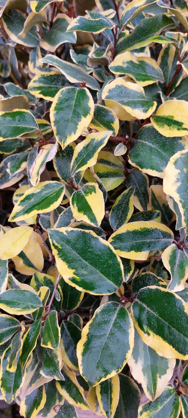 Eleagnus ebbingei ‘Vivileg’ gömbre nyírt ezüstfa - Image 4