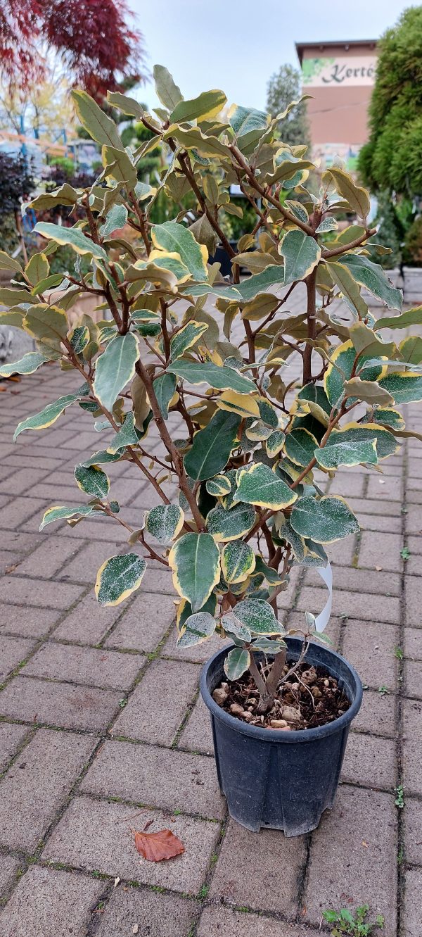 Elaeagnus ebbingei ‘Vivileg’ - Ezüstfa