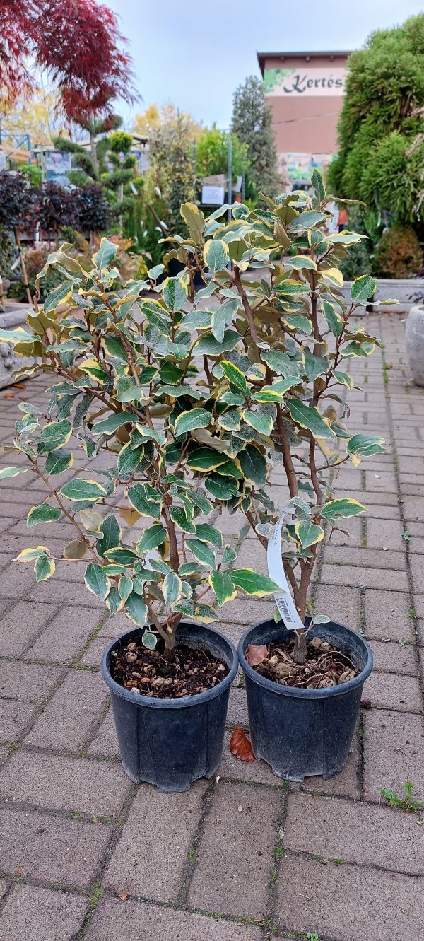 Eleagnus ebbingei ‘Vivileg’ - Széleslevelű ezüstfa - Image 3