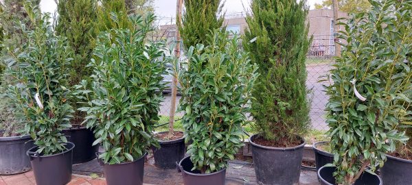 Prunus laurocerasus ‘Genolia’ – Oszlopos babérmeggy - Image 3