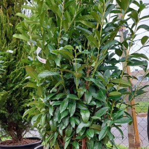 Prunus laurocerasus ‘Genolia’ – Oszlopos babérmeggy