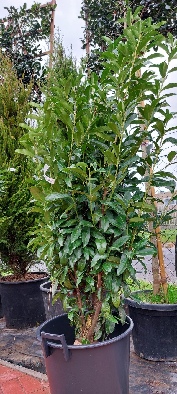 Prunus laurocerasus ‘Genolia’ – Oszlopos babérmeggy