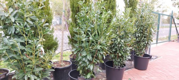 Prunus laurocerasus ‘Genolia’ – Oszlopos babérmeggy - Image 5