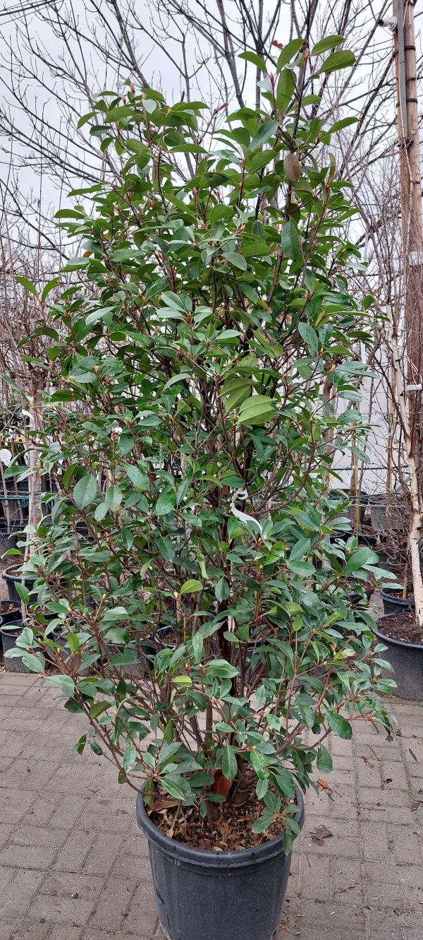 Photinia Red Robin