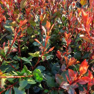 Photinia fraseri 'Little Red Robin'- törpe korallberkenye