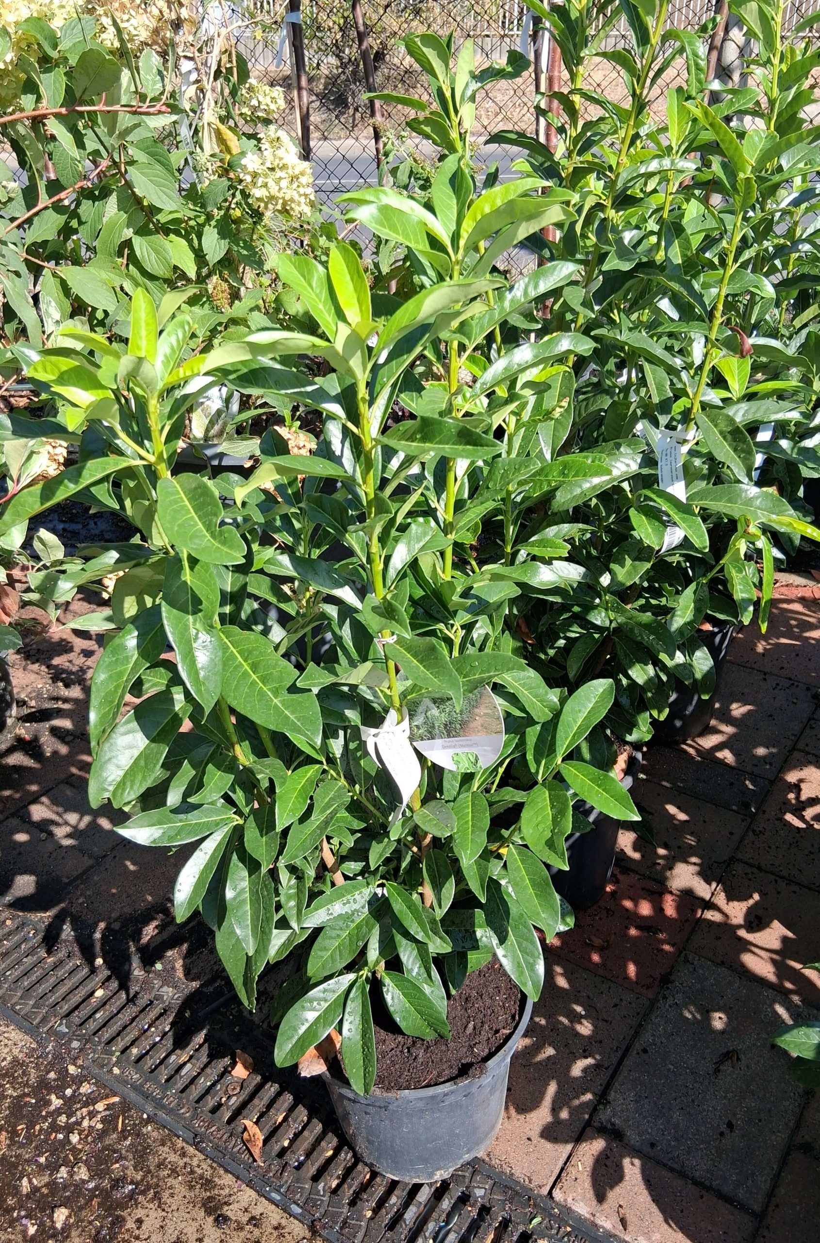 Prunus laurocerasus ‘Genolia’ – Oszlopos babérmeggy - Image 4