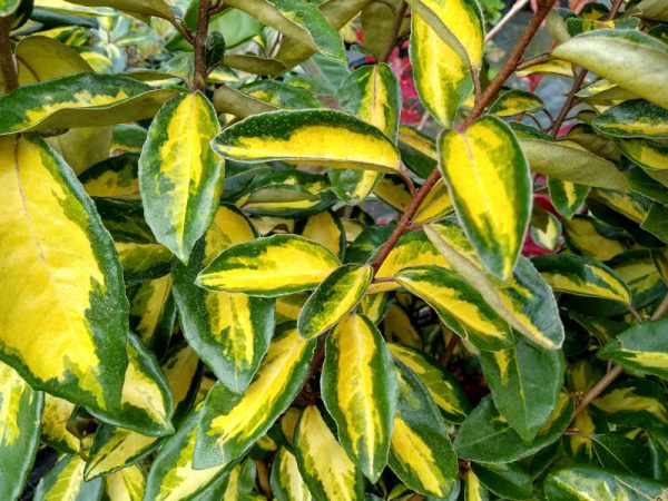 Eleagnus ebbingei ‘Vivileg’ - Széleslevelű ezüstfa - Image 2