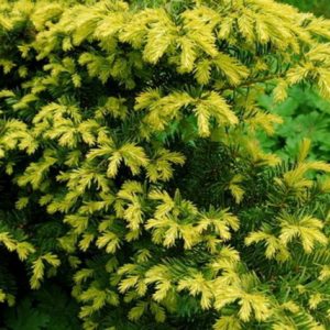 Taxus baccata 'Aurea' /sárga terülő tiszafa