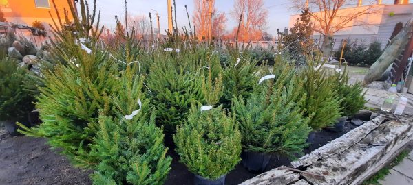 Gyökeres Lúcfenyő/ Picea abies 125/150cm