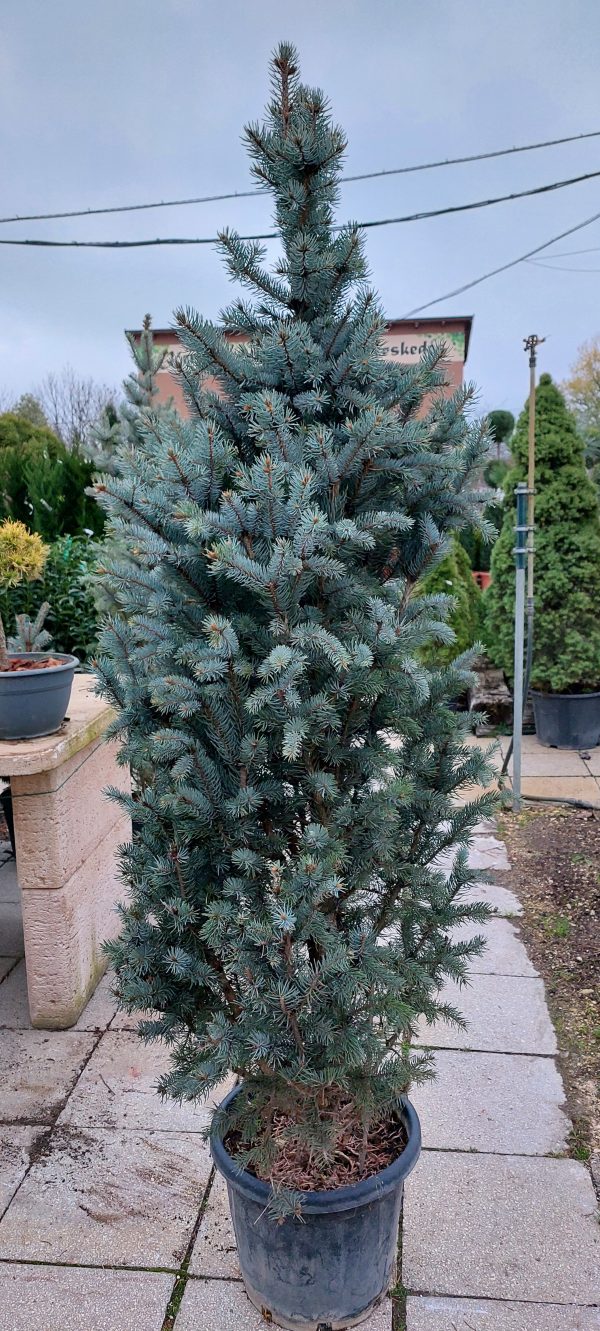 Picea pungens 'Iseli Fastigiata' 150/175cm+ a konténer