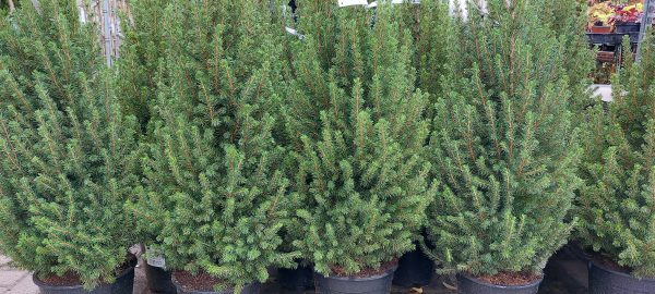 Picea glauca 'Conica' – Cukorsüvegfenyő - Image 2