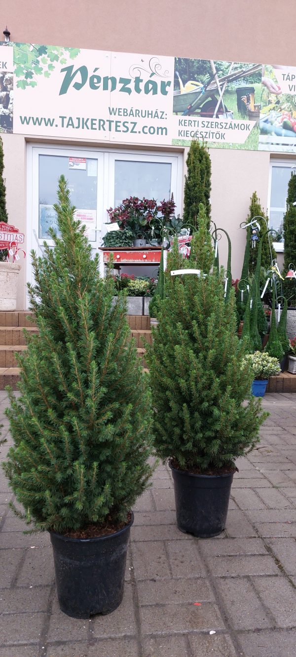 Picea glauca 'Conica' – Cukorsüvegfenyő