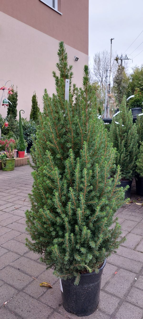 Picea glauca 'Conica' – Cukorsüvegfenyő - Image 3