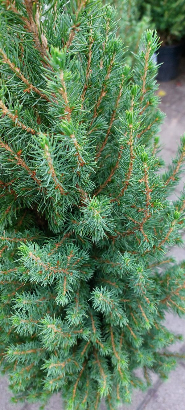 Picea glauca 'Conica' – Cukorsüvegfenyő - Image 4