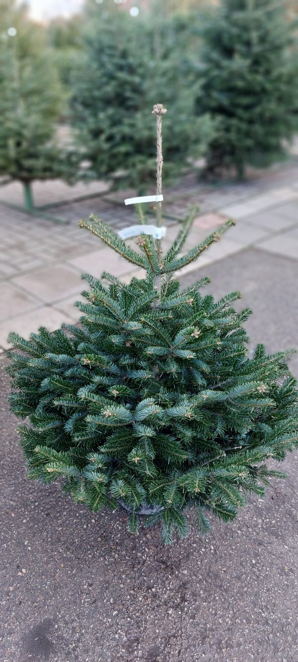 Vágott zalai nordmannfenyő 100/125cm