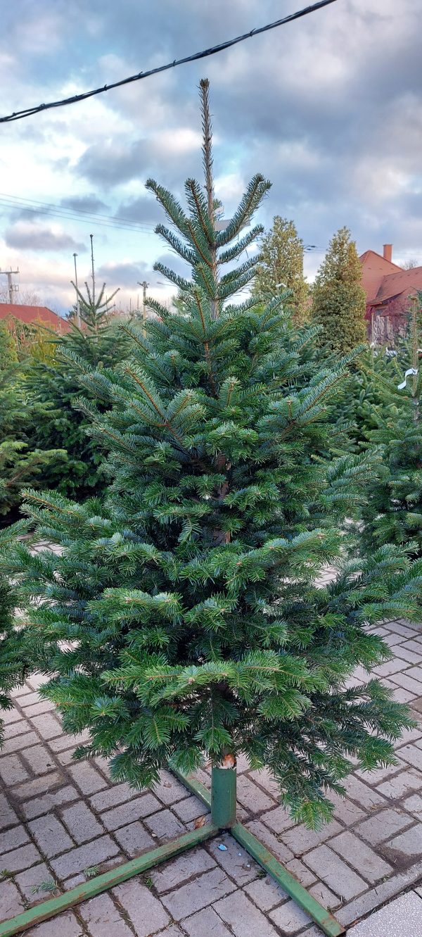 Vágott zalai nordmannfenyő 150/175cm