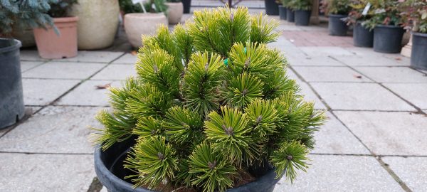 Pinus mugo 'Winter Gold' - Aranylombú havasi törpefenyő - Image 3