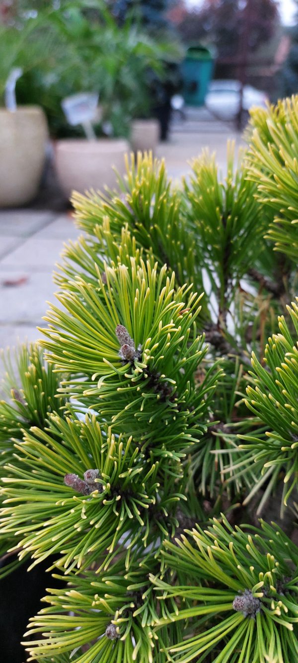 Pinus mugo 'Winter Gold' - Aranylombú havasi törpefenyő