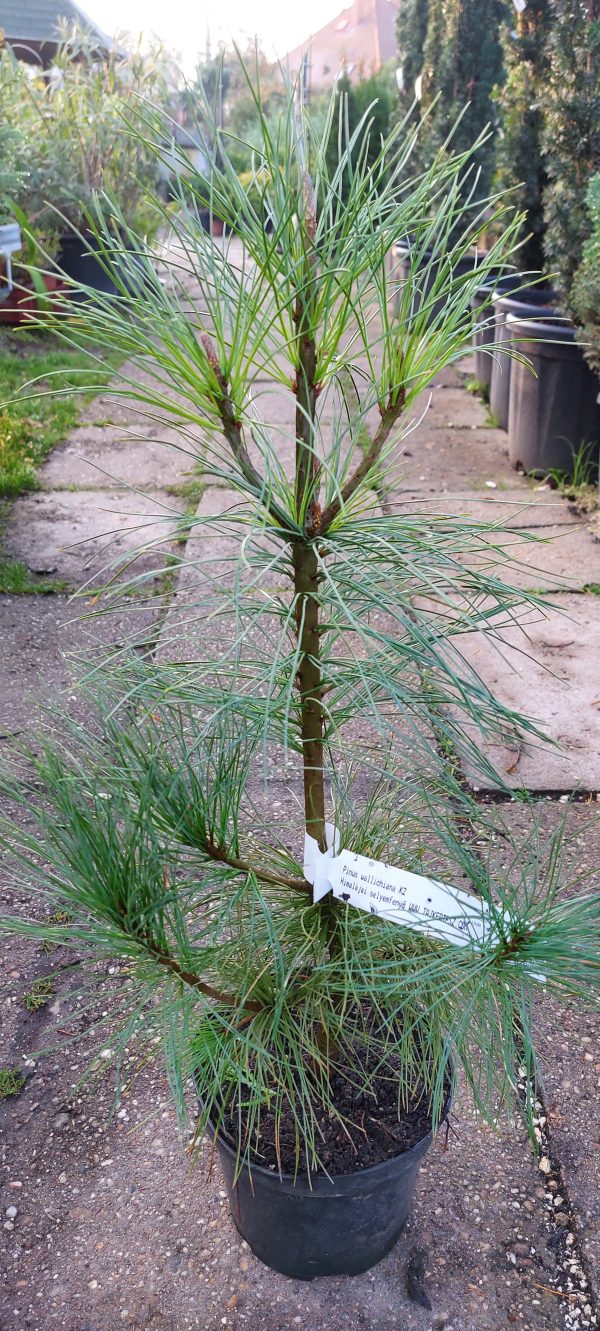 Pinus wallichiana/ Himalájai selyemfenyő
