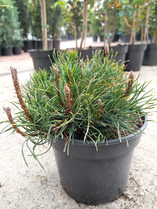 Pinus mugo Pumilio