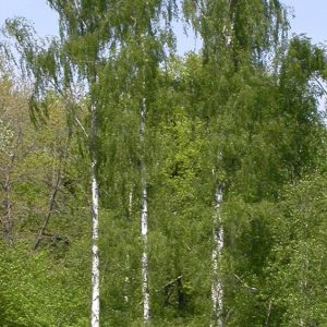 Betula pendula 'Fastigiata'  Oszlopos nyír