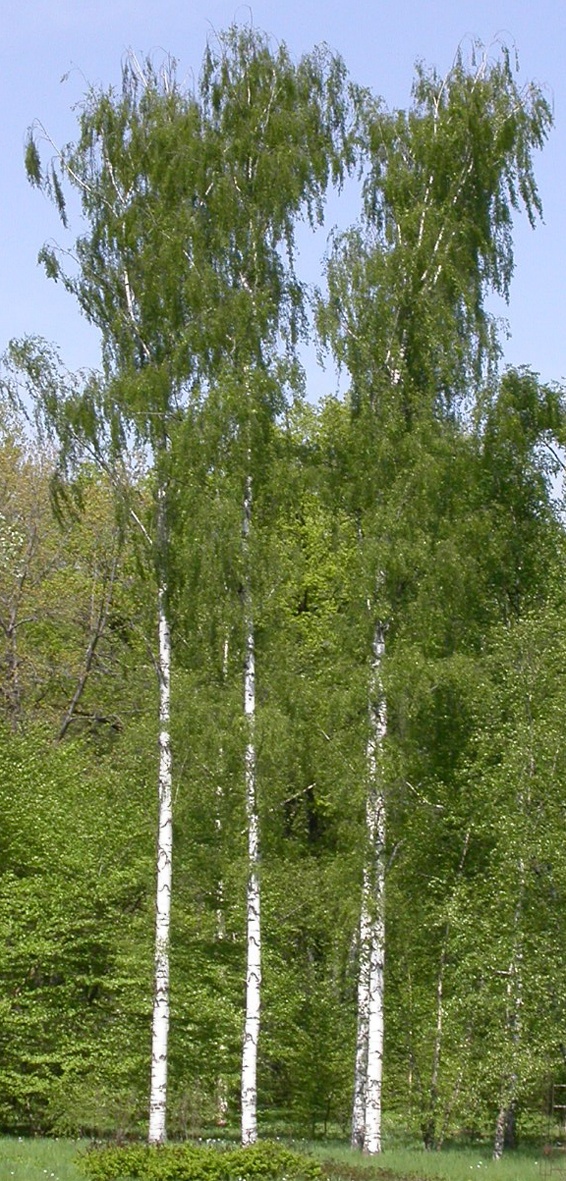 Betula pendula 'Fastigiata' Oszlopos nyír