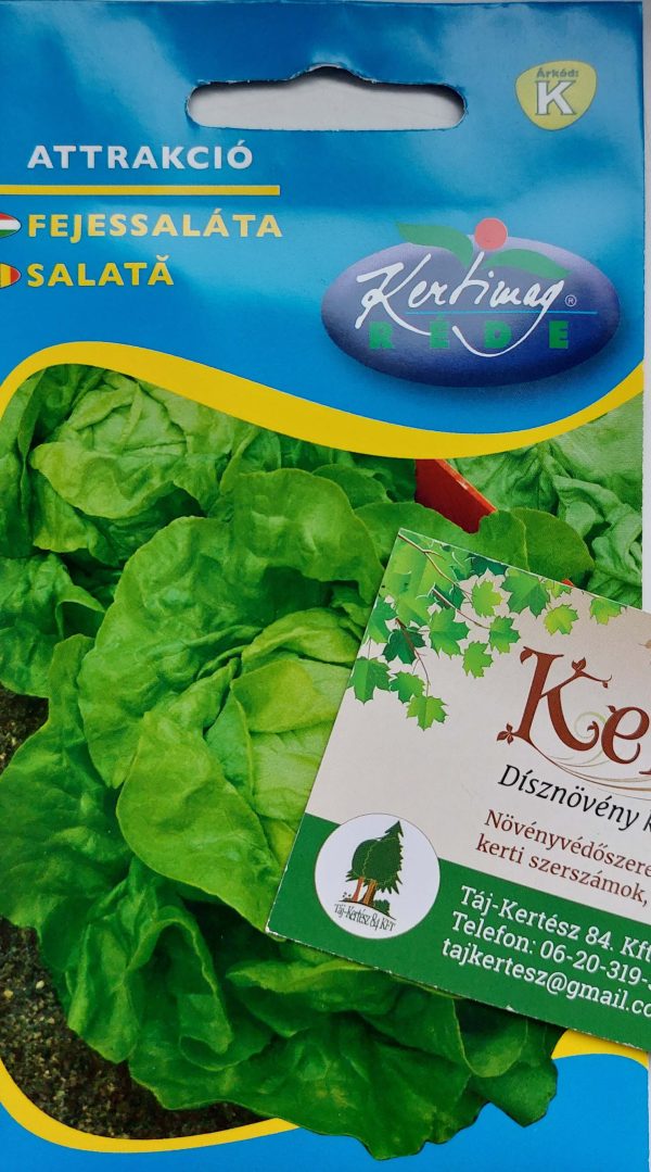 Saláta Attrakció fejessaláta