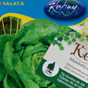 Saláta Május királya fejessaláta