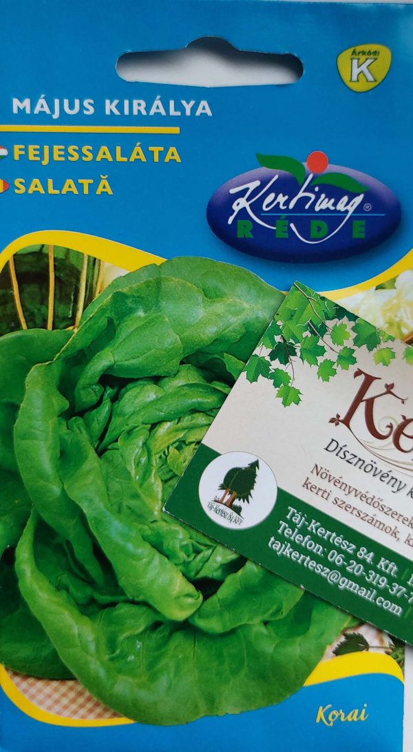 Saláta Május királya fejessaláta