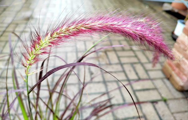Pennisetum setaceum 'Rubrum' - Bordó levelű tollborzfű - Image 2