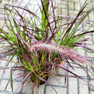 Pennisetum setaceum 'Rubrum' - Bordó levelű tollborzfű