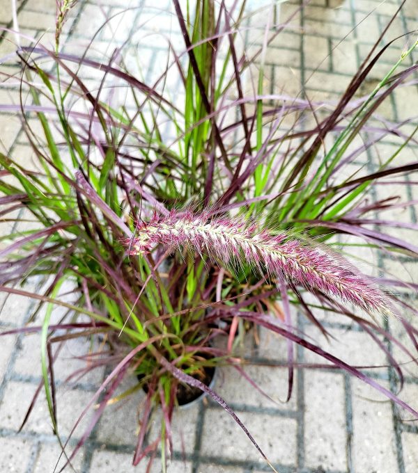 Pennisetum setaceum 'Rubrum' - Bordó levelű tollborzfű