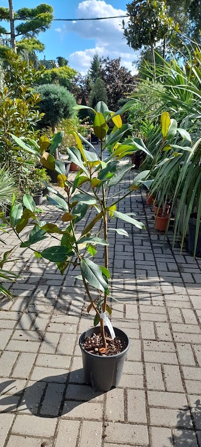 Magnolia grandiflora 'Gallisoniensis' - Fehér virágú örökzöld magnólia 100/120 cm-es bokor