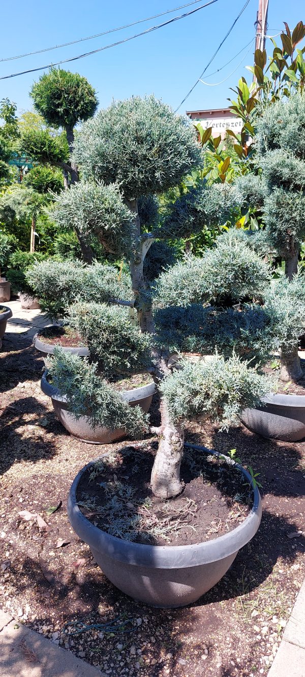 Cupressus arizonica bonsai 150/175 cm