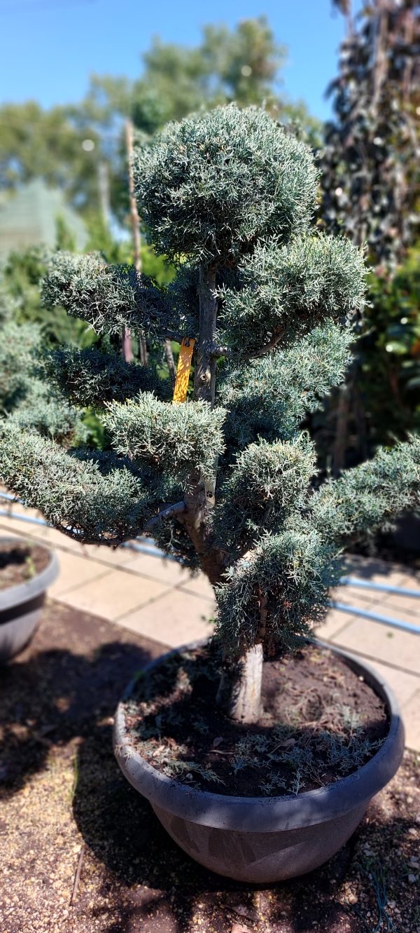 Cupressus arizonica bonsai 150/175 cm - Image 3