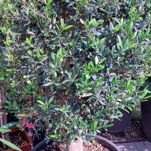 Olea Europaea koros törzses olivafa 125/150cm