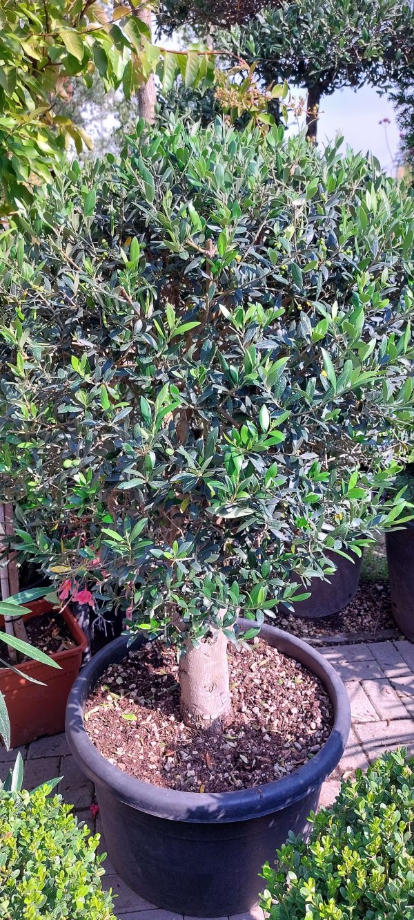 Olea Europaea koros törzses olivafa 125/150cm