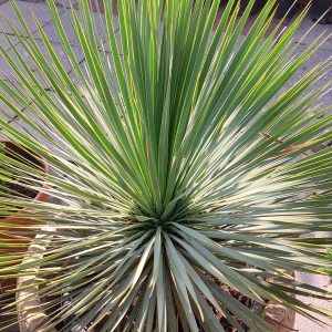 Yucca Rostrata-Pálmaliliom