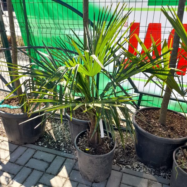 Chamaerops excelsa - Kínai kenderpálma