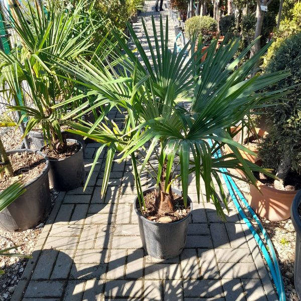 Chamaerops excelsa - Kínai kenderpálma