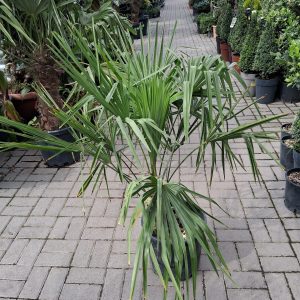 Chamaerops excelsa - Kínai kenderpálma