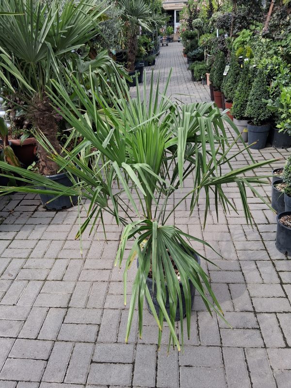 Chamaerops excelsa - Kínai kenderpálma