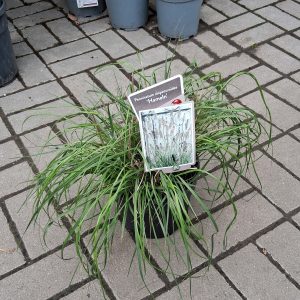 Pennisetum alopecuroides ‘Hameln’ – évelő tollborzfű