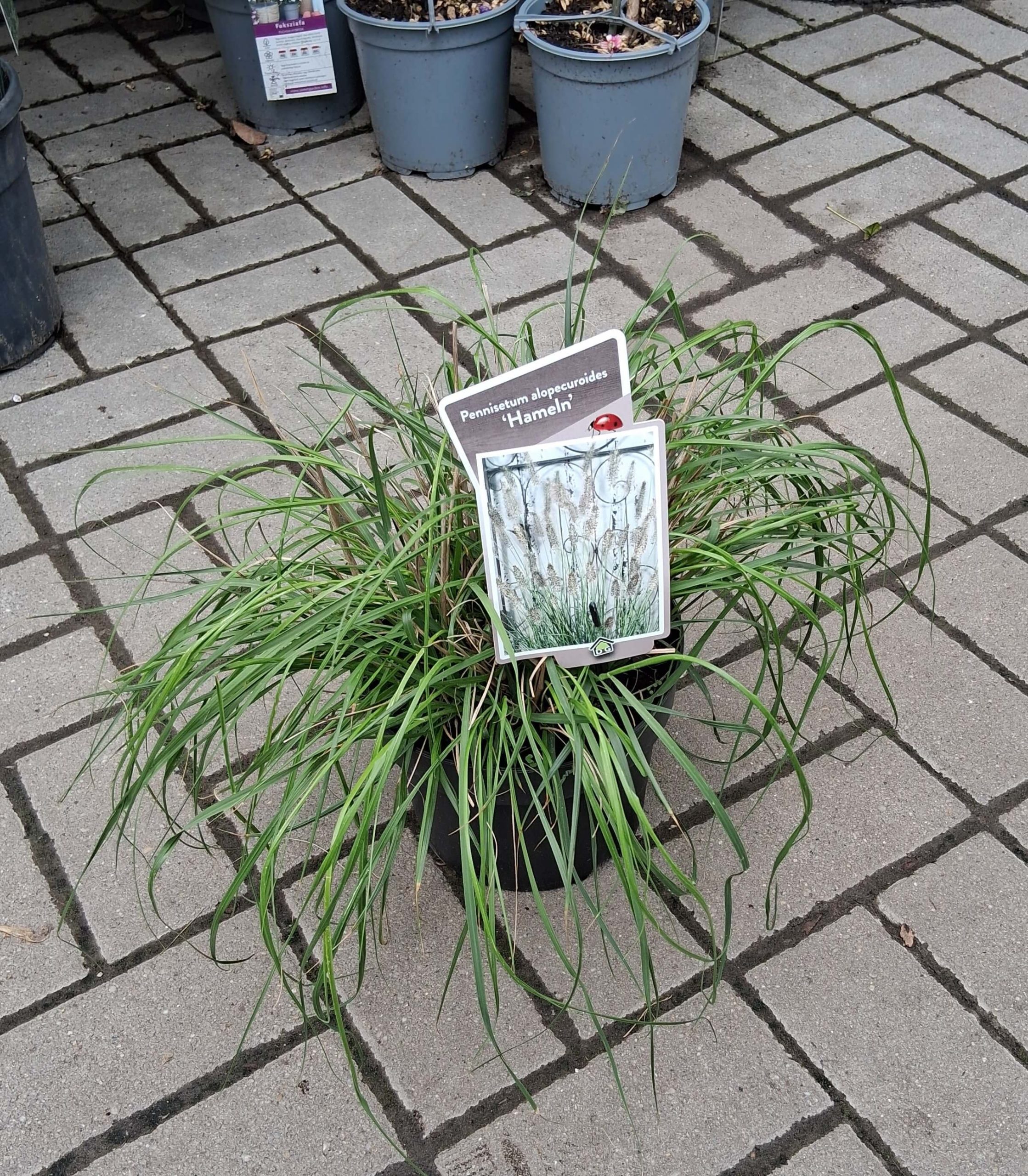 Pennisetum alopecuroides ‘Hameln’ – évelő tollborzfű