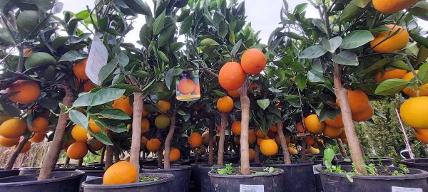 Narancsfa-Termő-Citrus sinensis