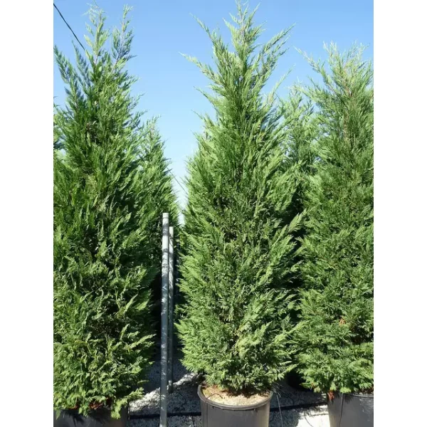 Cupressocyparis leylandii 'Pyramidalis' 300+cm