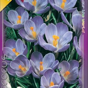 Crocus vernus Remembrance / Nagyvirágú kerti krókusz