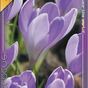 Crocus vernus Vanguard - Nagyvirágú kerti krókusz
