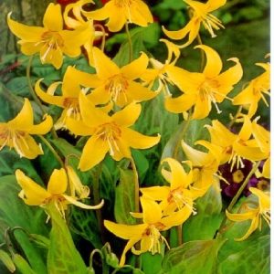 Erythronium Pagoda / Kakasmandikó